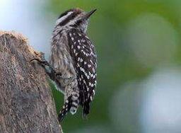 带你吃瓜鸟类,鸟类视角下的瓜果世界