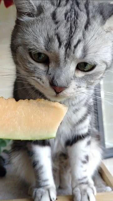 猫咪吃瓜视频大全集