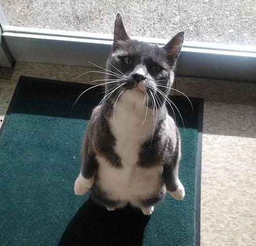 猫咪吃瓜视频大全集