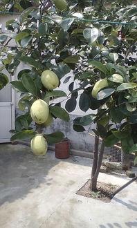 大丽花结的瓜怎样吃,探索独特食用新方式