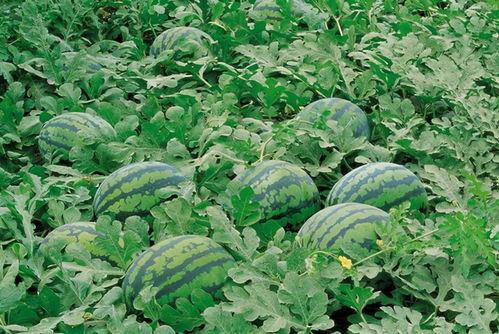 河北邯郸永年吃瓜,夏日炎炎，瓜香四溢的休闲时光